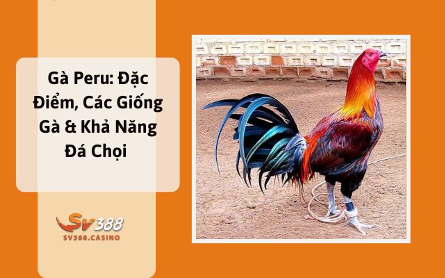 Gà Peru: Đặc Điểm, Các Giống Gà & Khả Năng Đá Chọi Gà Peru: Đặc Điểm, Các Giống Gà & Khả Năng Đá Chọi