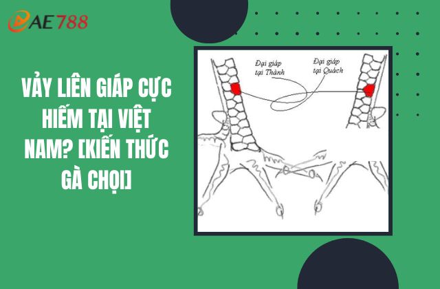 Vảy Liên Giáp Cực Hiếm Tại Việt Nam? [Kiến Thức Gà Chọi]